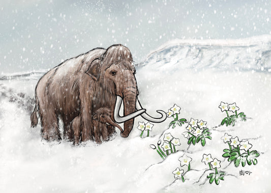 마모스와 성탄절 장미꽃 Mammoth &amp; Christmas Rose